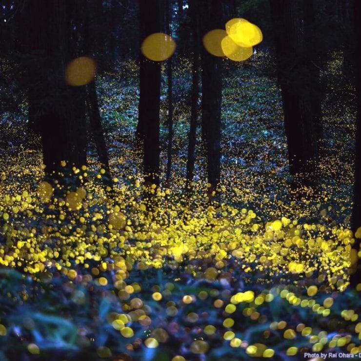 Fireflies photo by Rel Ohara