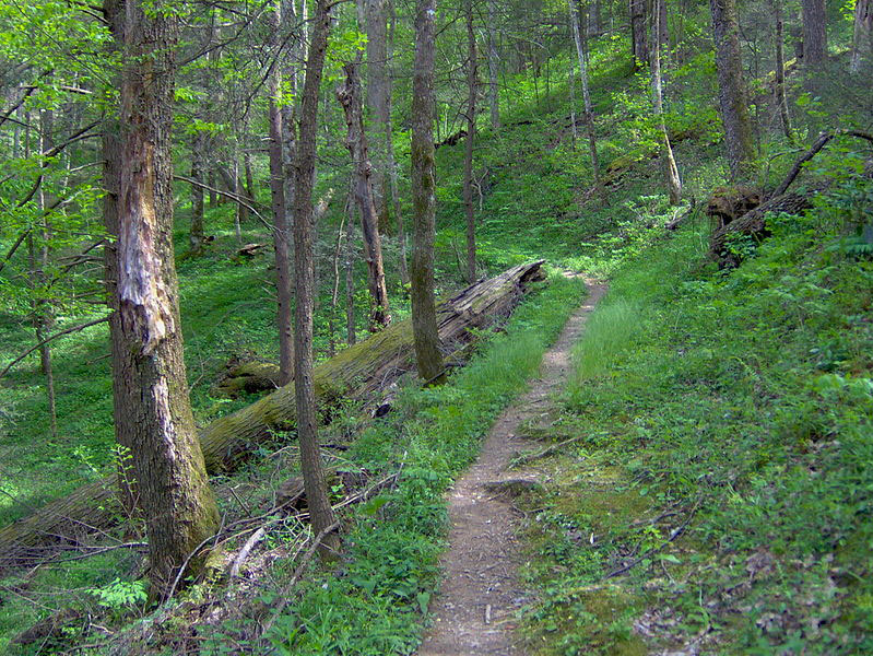: The Gabes Mountain Trail, crossing a ridgeslope about midway between the trailhead and terminus.