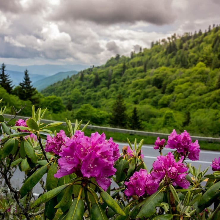 Purple catawba rhododendron near Clingmans Dome in the Smokies