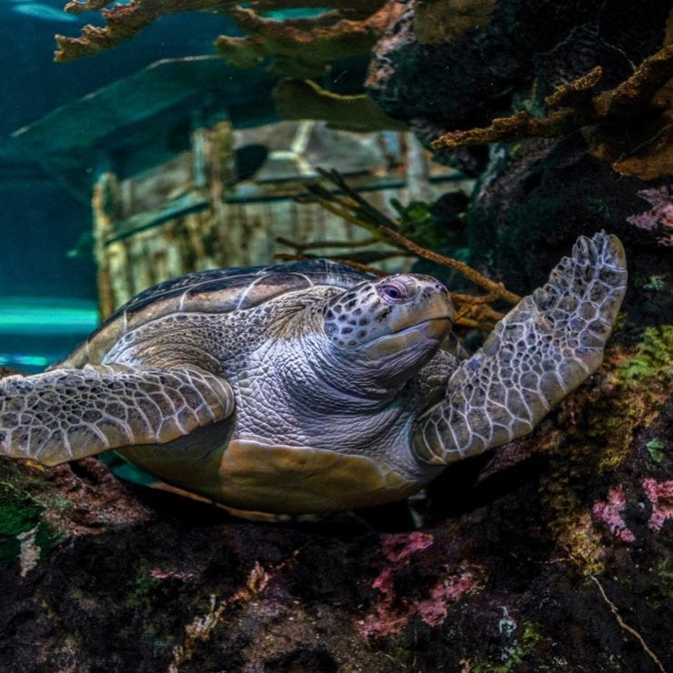 Sea Turtle at Ripley's Aquarium of the Smokies