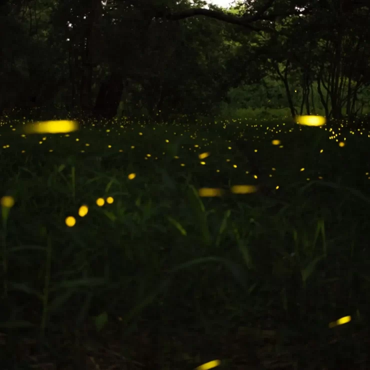 A nighttime image of the synchronous fireflies in the Smoky Mountains